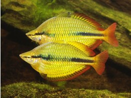 MELANOTAENIA HERBERTAXELRODI 3 5-4