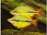 MELANOTAENIA HERBERTAXELRODI 3 5-4
