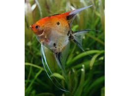 PTEROPHYLLUM SCALARE KOI DIAMOND 1 5-2
