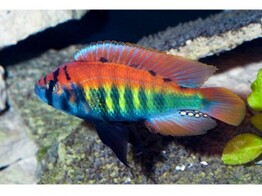 HAPLOCHROMIS/PUNDAMILIA NYEREREI RUTI ISL. XL