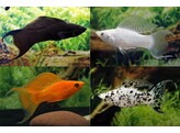 Poecilia sphenops  molly  Lyretail assorted L