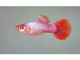 Poecilia reticulata male Platinum  Pinktail L