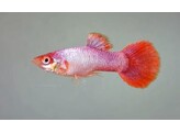 Poecilia reticulata male Platinum  Pinktail L