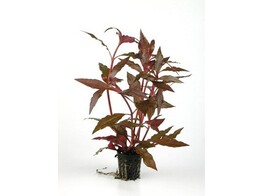Alternanthera cardinalis