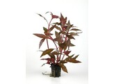 Alternanthera cardinalis