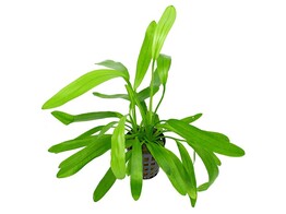 Echinodorus uruguayensis