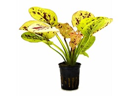 Echinodorus Yellow Sun