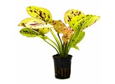 Echinodorus Yellow Sun