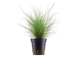 Eleocharis parvula