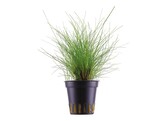 Eleocharis parvula