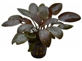 Lagenandra meeboldi  red