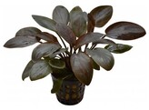 Lagenandra meeboldi  red