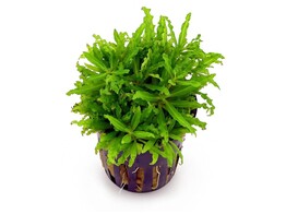 Pogostemon helferi