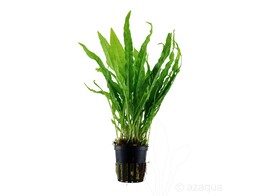 Microsorum pteropus