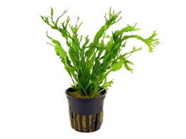 Microsorum Windelov