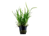 Microsorum trident