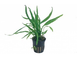 Microsorum minor