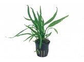 Microsorum minor