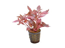 Alternanthera cardinalis double red