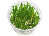 Taiwan moss  Taxiphyllum alternans   inv 