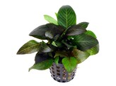 Hygrophila dwarf