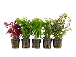 .MP onze selectie  Anubias  Echinodorus Microsorum 