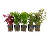 .MP onze selectie  Anubias  Echinodorus Microsorum 