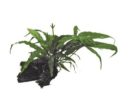 Microsorum HOUT L   /- 25/35 cm