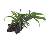 Microsorum HOUT L   /- 25/35 cm