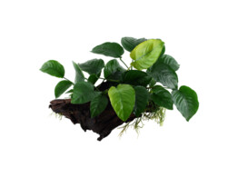 Anubias wood size M  /- 15/25 cm