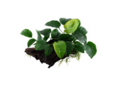 Anubias wood size M  /- 15/25 cm