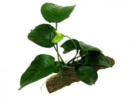 Anubias Stonewood Size M