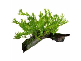 Microsorum Windelov  crisped leaves  Stonewood  Size S