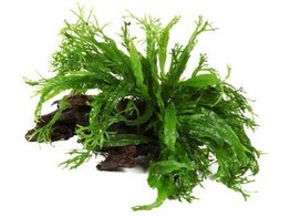 Microsorum Windelov  crisped leaves  Stonewood size M