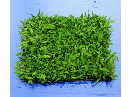 Microsorum minor  spitse bladeren 
