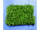 Microsorum minor  spitse bladeren 