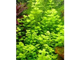 Lysimachia aurea  yellow 