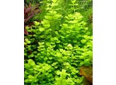 Lysimachia aurea  yellow 