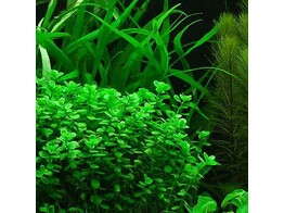Lysimachia nummularia  green 