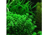 Lysimachia nummularia  green 