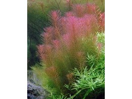 Rotala wallichii