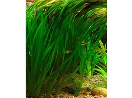 Vallisneria gigantea