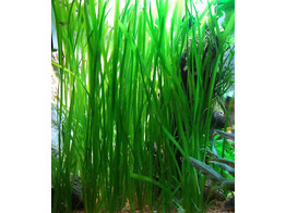 Vallisneria spiralis