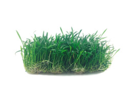 Lilaeopsis novae-zelandiae  Syn  L. brasiliensis   - mat