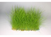 Eleocharis parvula  Vroeger  E. acicularis  - mat