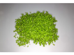 Micranthemum Umbrosum - mat