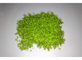 Micranthemum Umbrosum - mat