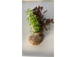 Schelp Solo - 2 soorten stengelplanten in 1 schelp