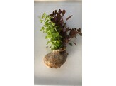 Schelp Solo - 2 soorten stengelplanten in 1 schelp