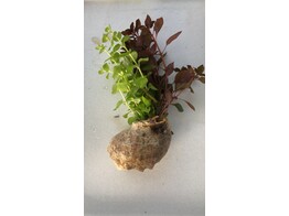 Schelp - 2 soorten stengelplanten in 1 schelp